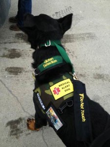 Elias the Gluten-Sniffing Dog; Photo Credit-- Elias the Gluten-Sniffing Dog Facebook page