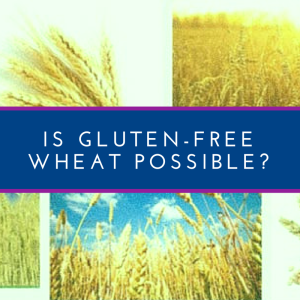 gluten-free wheat